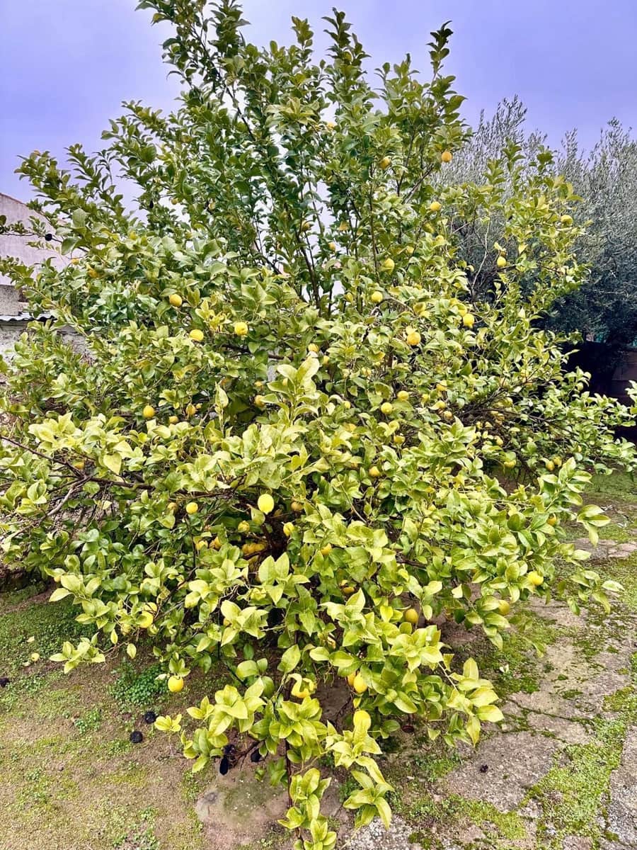 3 makuuhuone Maalaistalo myytävänä paikassa Fuente Obejuna - 70 000 € (Ref: 9471216)