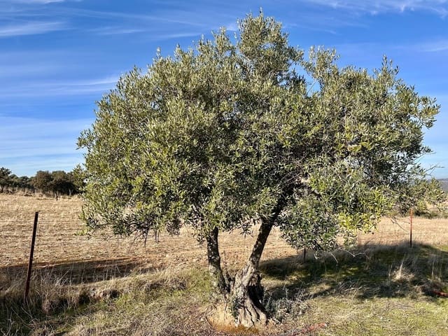 Teren niezagospodarowany na sprzedaż w Fuente Obejuna - 46 500 € (Ref: 9605064)