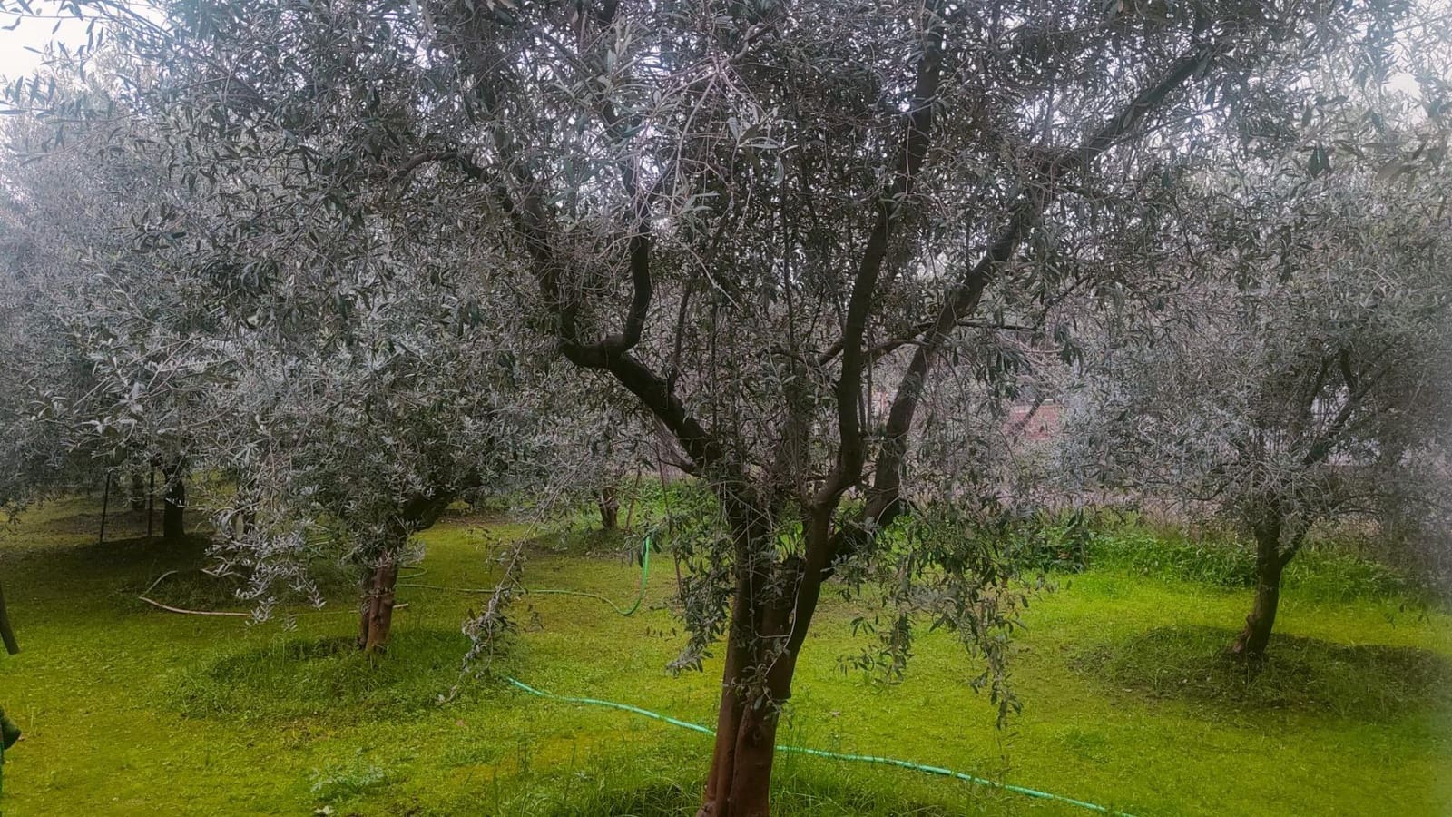 3 bedroom Villa for sale in Cordoba city with pool - € 255,000 (Ref: 9732223)