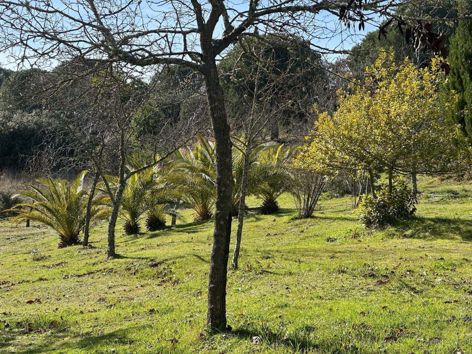 5 soveværelse Finca/Landehus til salg i Villaviciosa de Cordoba med garage - € 300.000 (Ref: 9827165)
