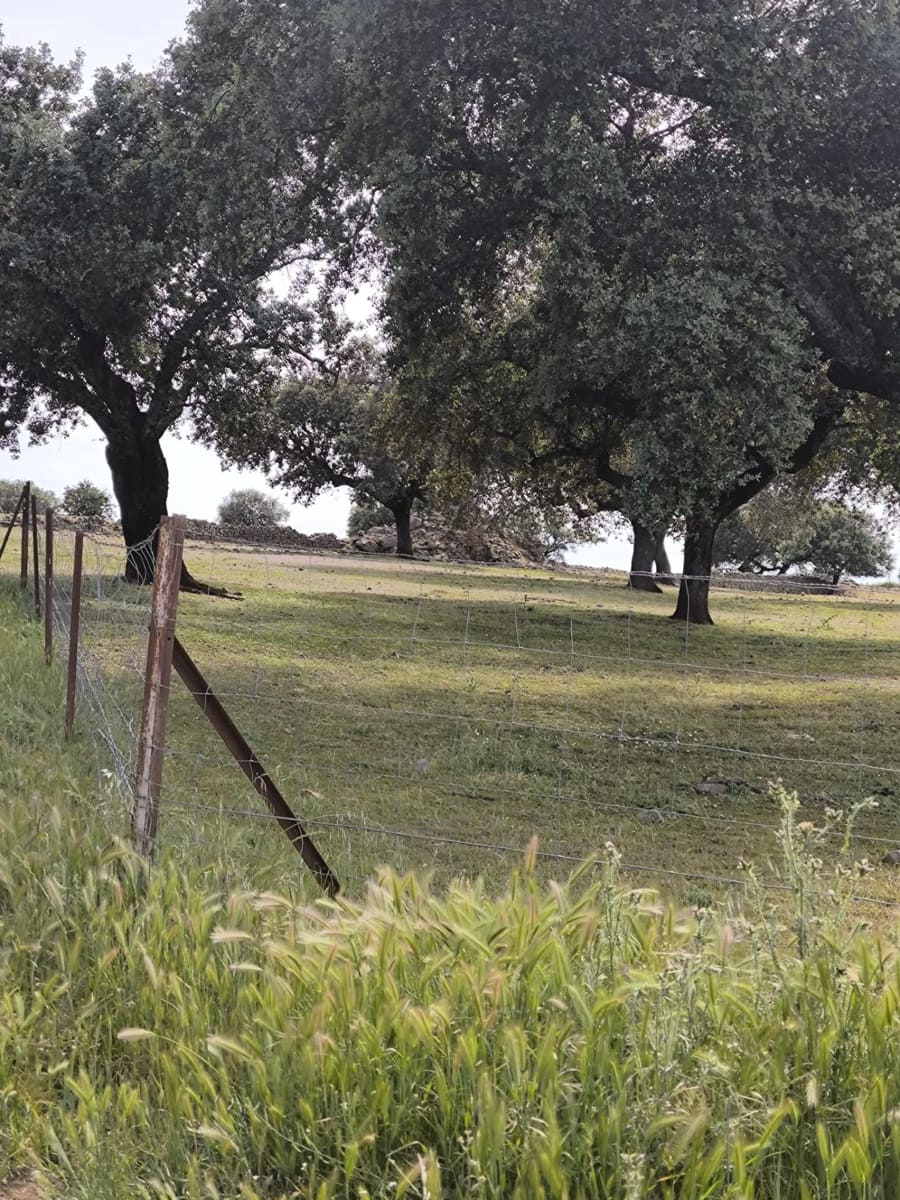 Undeveloped Land for sale in Fuente Obejuna - € 170,000 (Ref: 9860195)
