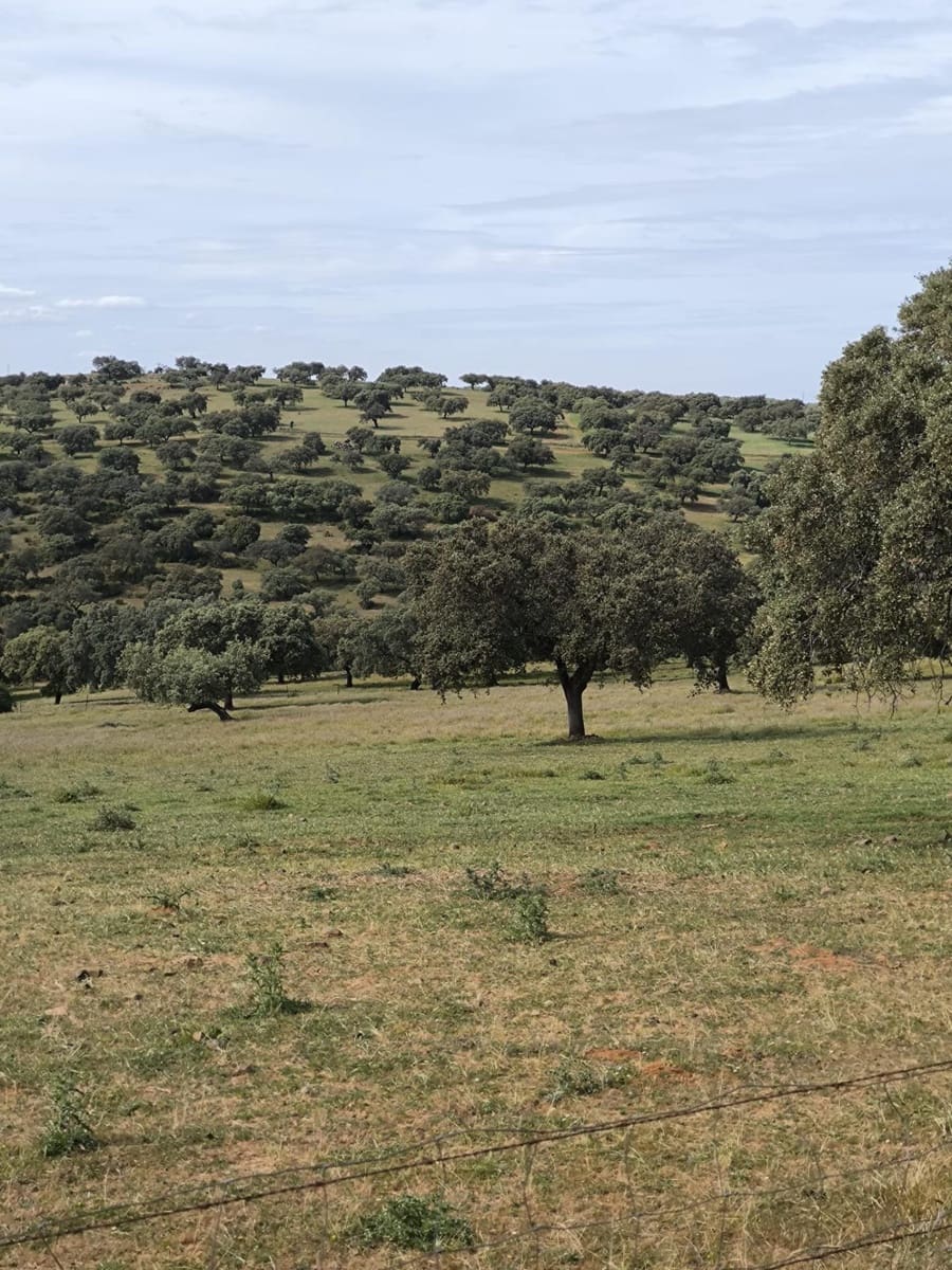 Undeveloped Land for sale in Fuente Obejuna - € 170,000 (Ref: 9860195)