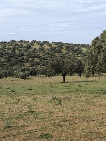 Landgrundstück zu verkaufen in Fuente Obejuna - 170.000 € (Ref: 9860195)