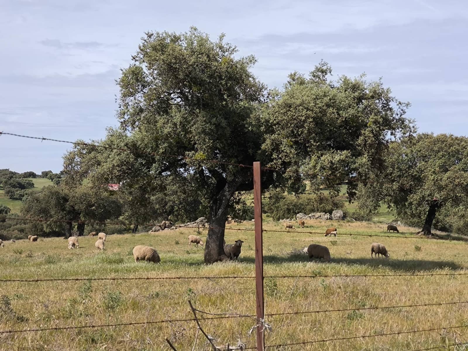 Undeveloped Land for sale in Fuente Obejuna - € 170,000 (Ref: 9860195)