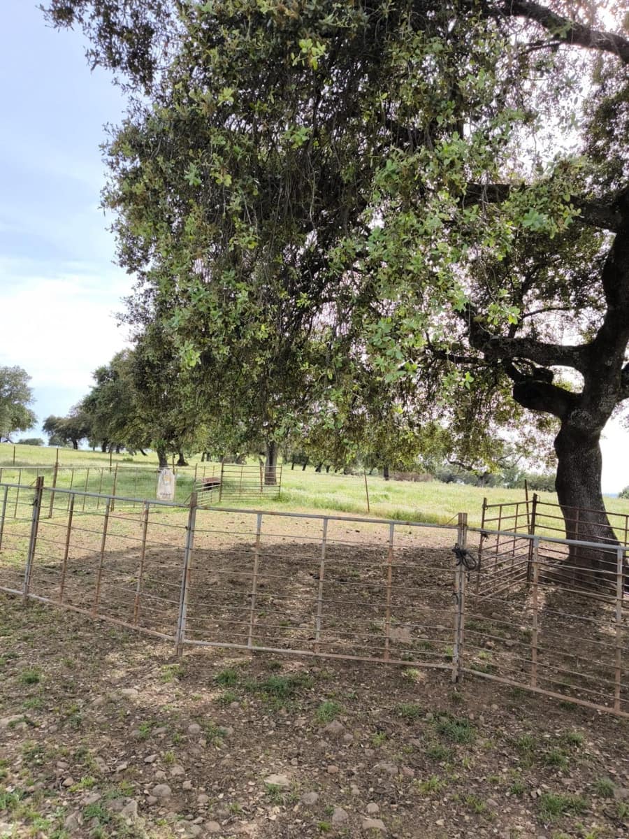 Undeveloped Land for sale in Fuente Obejuna - € 170,000 (Ref: 9860195)