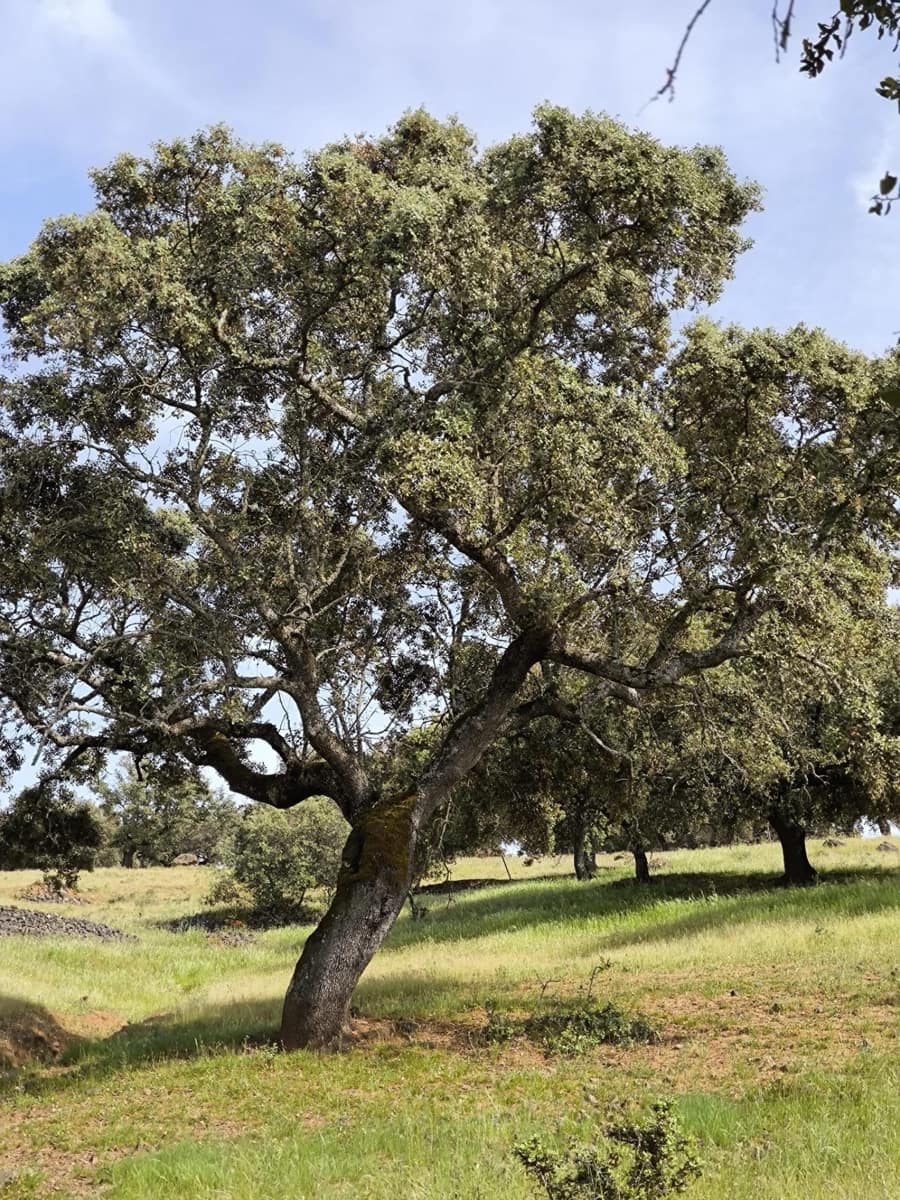 Undeveloped Land for sale in Fuente Obejuna - € 170,000 (Ref: 9860195)