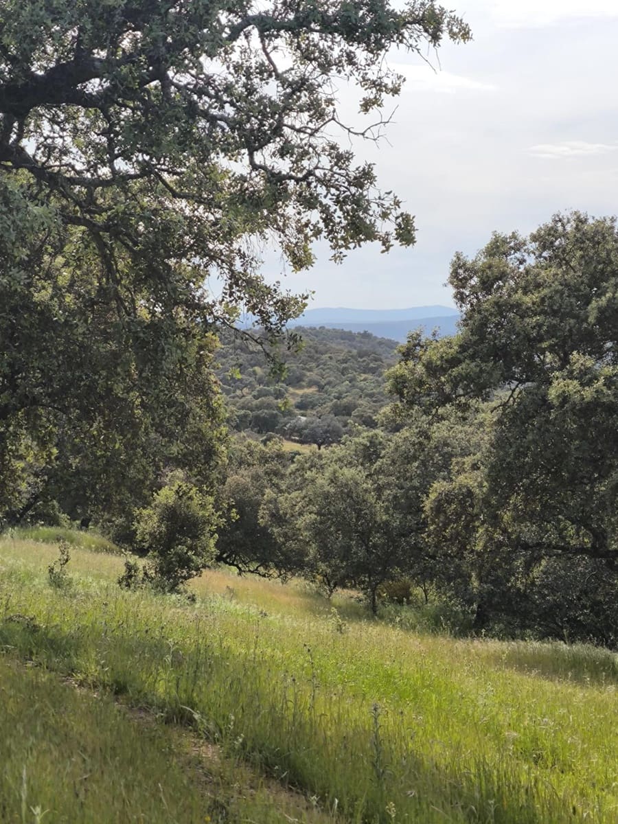 Undeveloped Land for sale in Fuente Obejuna - € 170,000 (Ref: 9860195)