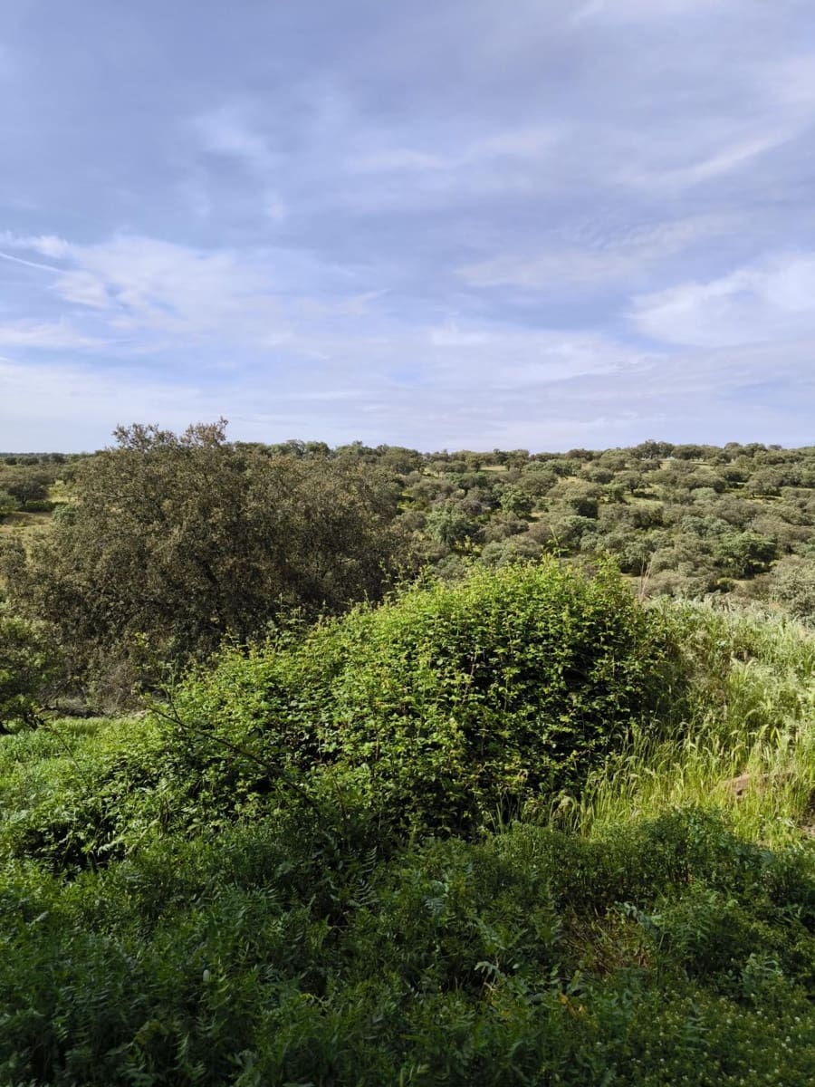 Undeveloped Land for sale in Fuente Obejuna - € 170,000 (Ref: 9860195)