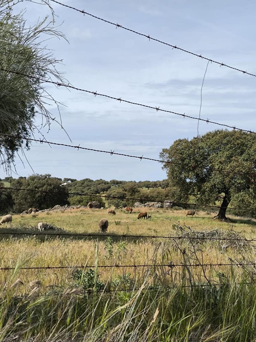 Undeveloped Land for sale in Fuente Obejuna - € 170,000 (Ref: 9860195)