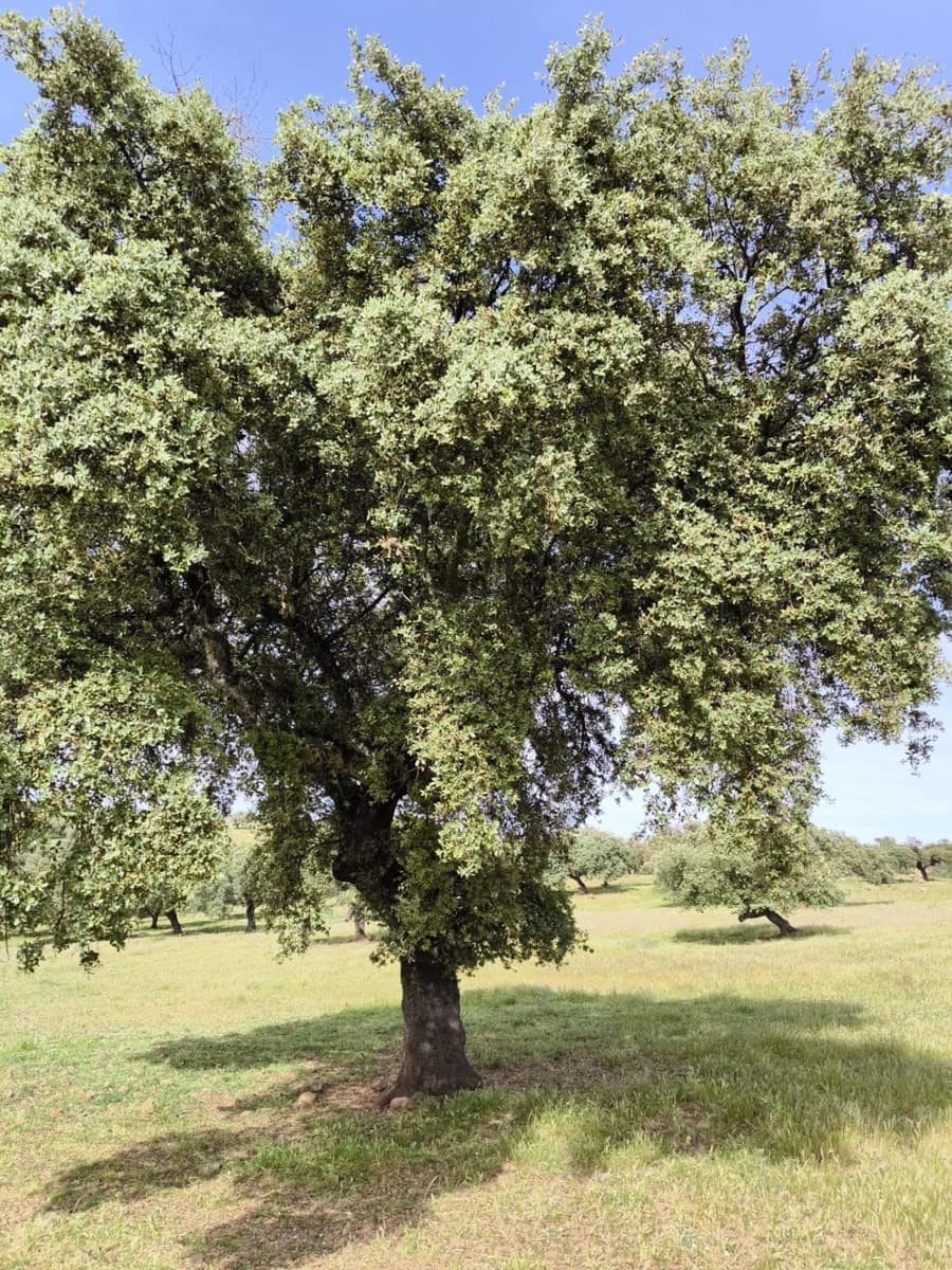Undeveloped Land for sale in Fuente Obejuna - € 170,000 (Ref: 9860195)