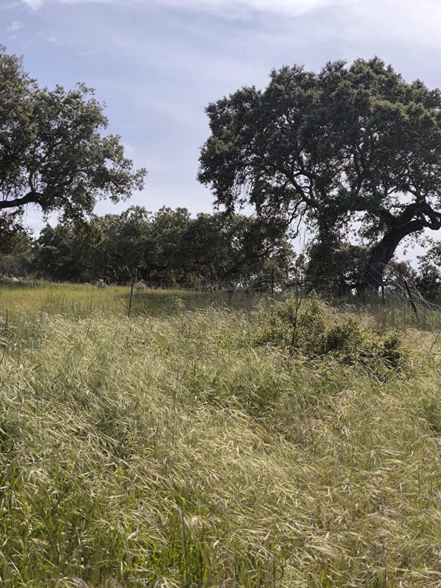 Undeveloped Land for sale in Fuente Obejuna - € 170,000 (Ref: 9860195)