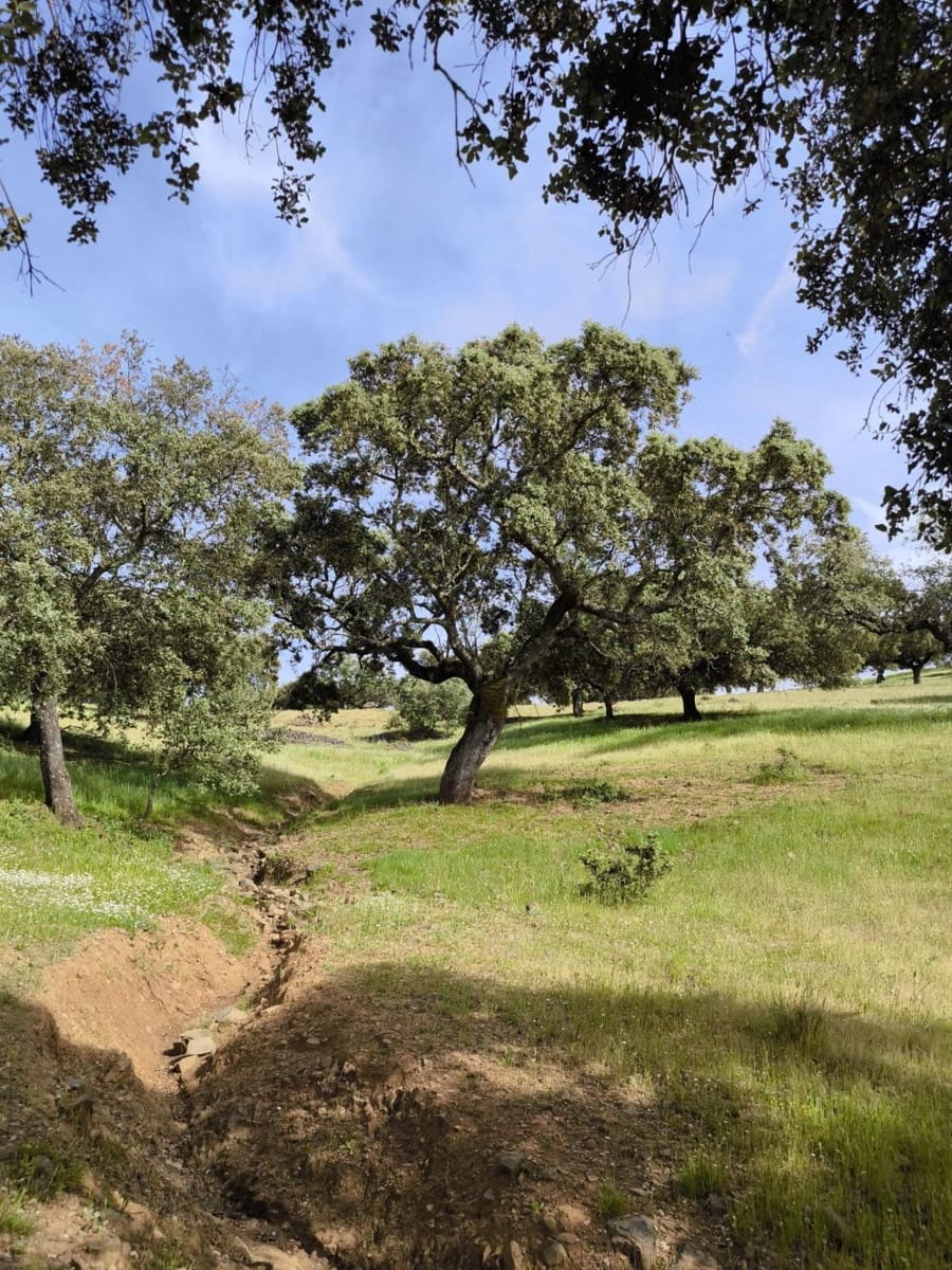 Undeveloped Land for sale in Fuente Obejuna - € 170,000 (Ref: 9860195)