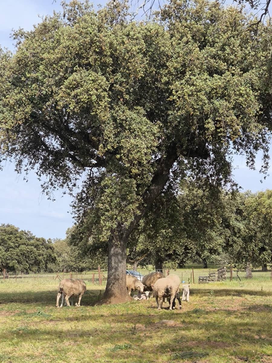 Undeveloped Land for sale in Fuente Obejuna - € 170,000 (Ref: 9860195)