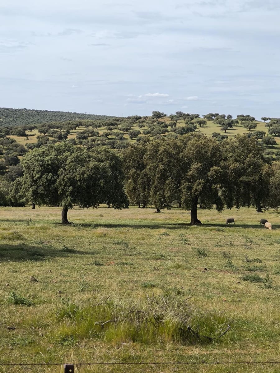 Undeveloped Land for sale in Fuente Obejuna - € 170,000 (Ref: 9860195)