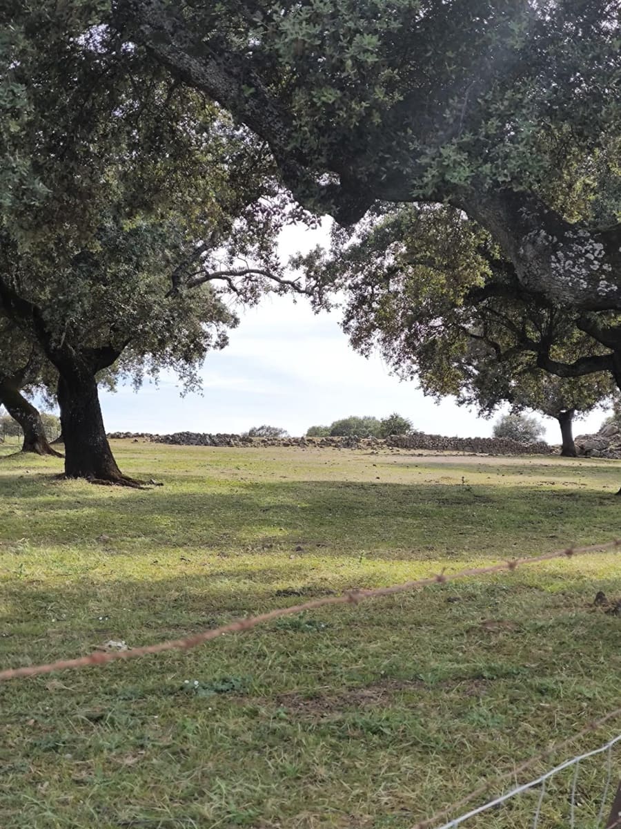 Undeveloped Land for sale in Fuente Obejuna - € 170,000 (Ref: 9860195)