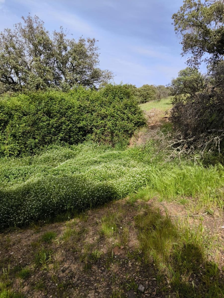 Undeveloped Land for sale in Fuente Obejuna - € 170,000 (Ref: 9860195)
