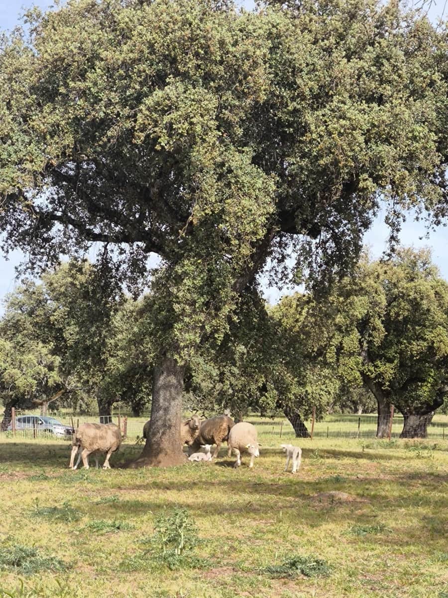 Undeveloped Land for sale in Fuente Obejuna - € 170,000 (Ref: 9860195)