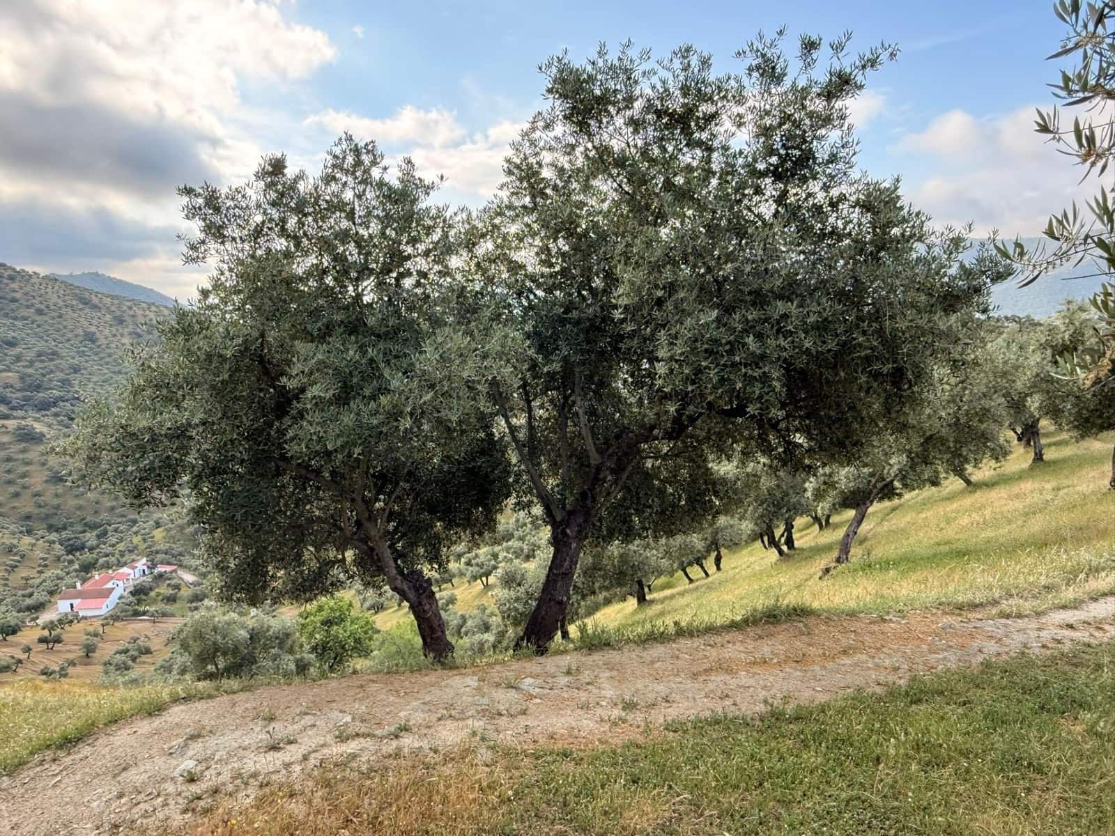 8 camera da letto Finca/Casa di Campagna in vendita in Obejo con garage - 375.000 € (Rif: 9884911)