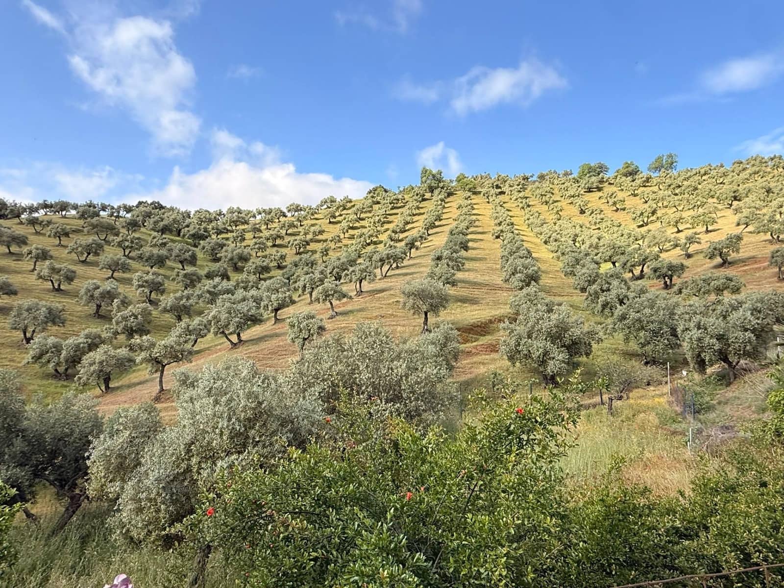 8 camera da letto Finca/Casa di Campagna in vendita in Obejo con garage - 375.000 € (Rif: 9884911)