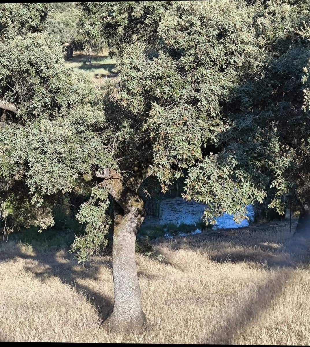 Undeveloped Land for sale in Fuente Obejuna - € 360,000 (Ref: 9898874)