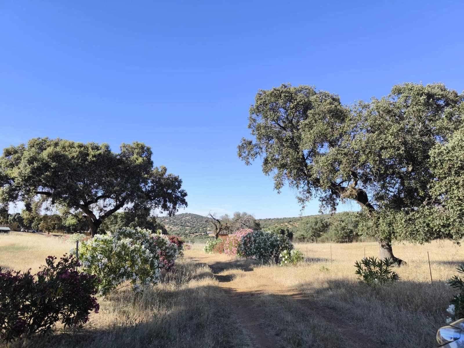Undeveloped Land for sale in Fuente Obejuna - € 360,000 (Ref: 9898874)