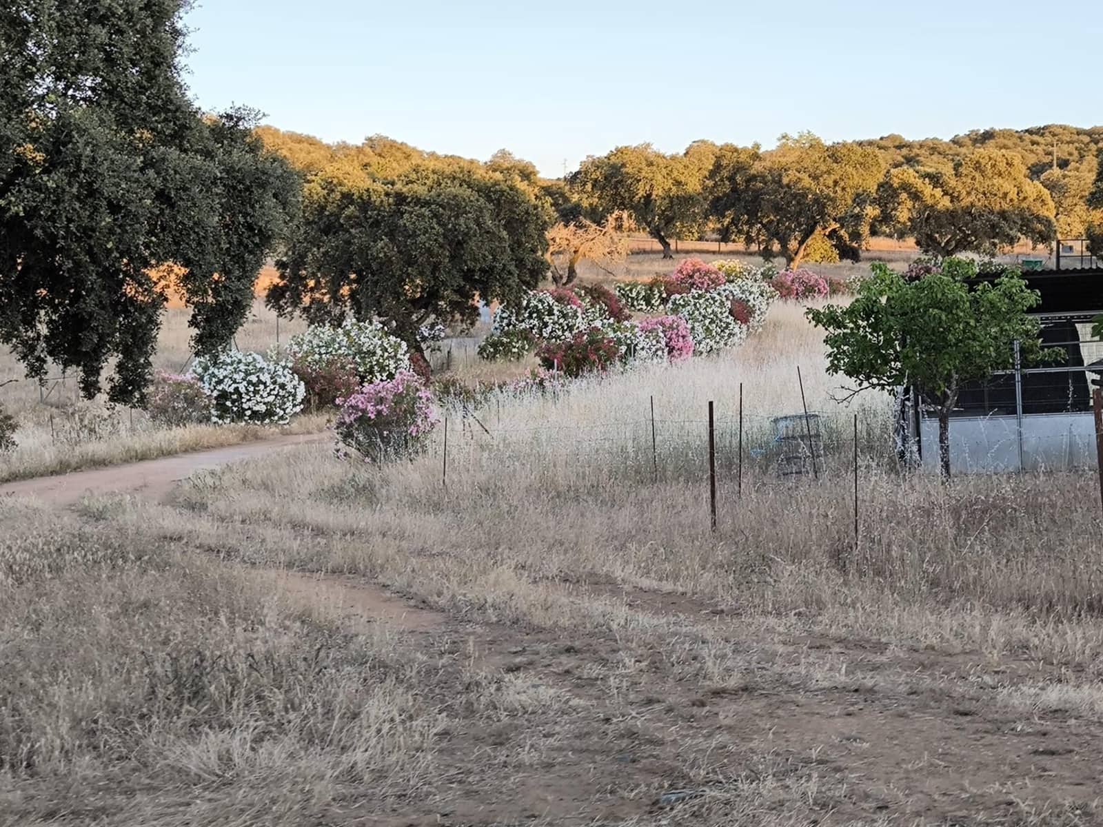 Undeveloped Land for sale in Fuente Obejuna - € 360,000 (Ref: 9898874)