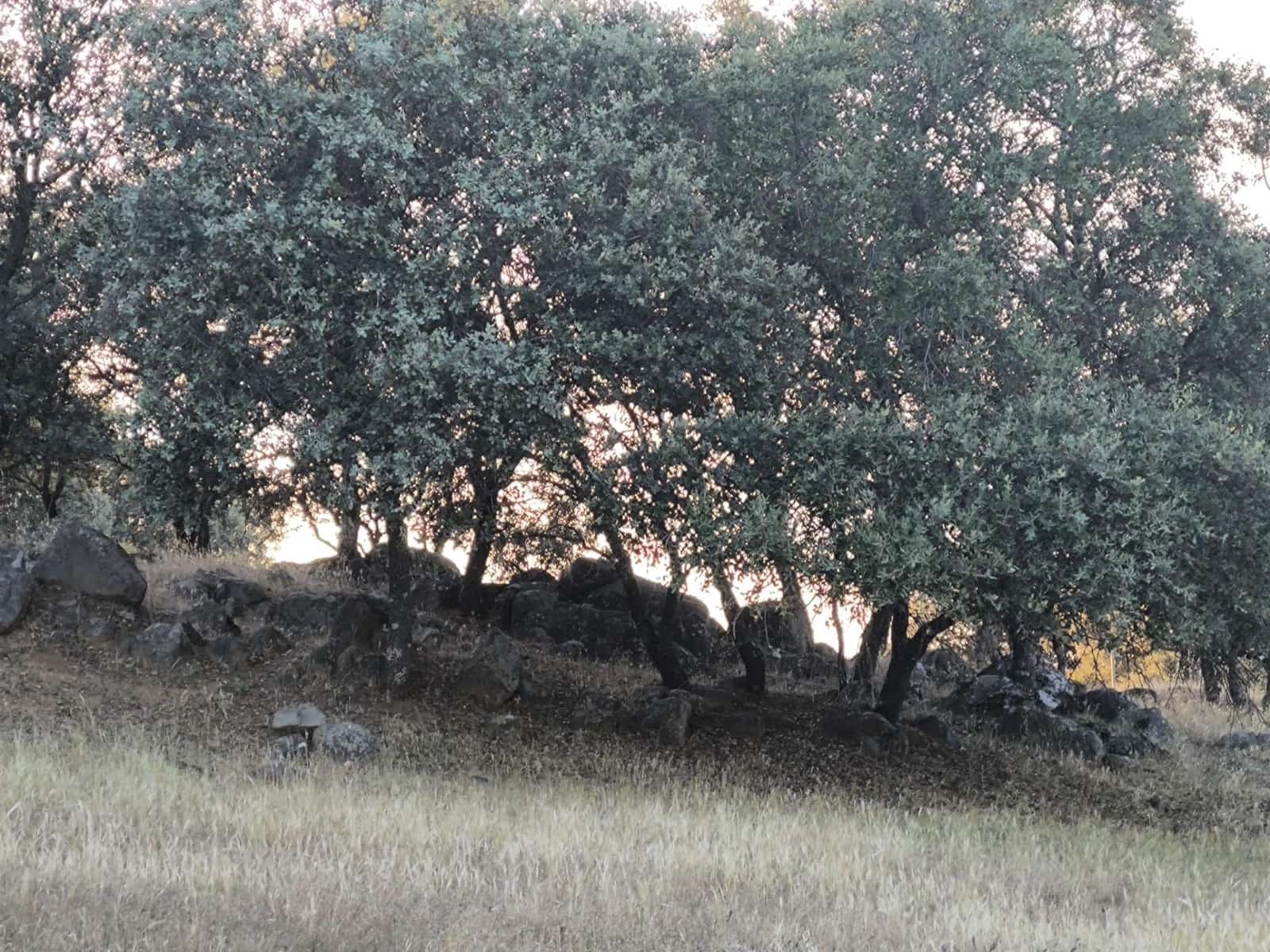 Undeveloped Land for sale in Fuente Obejuna - € 360,000 (Ref: 9898874)