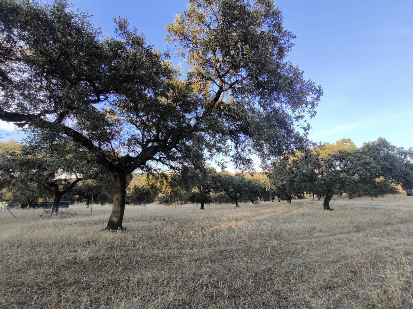 Undeveloped Land for sale in Fuente Obejuna - € 360,000 (Ref: 9898874)