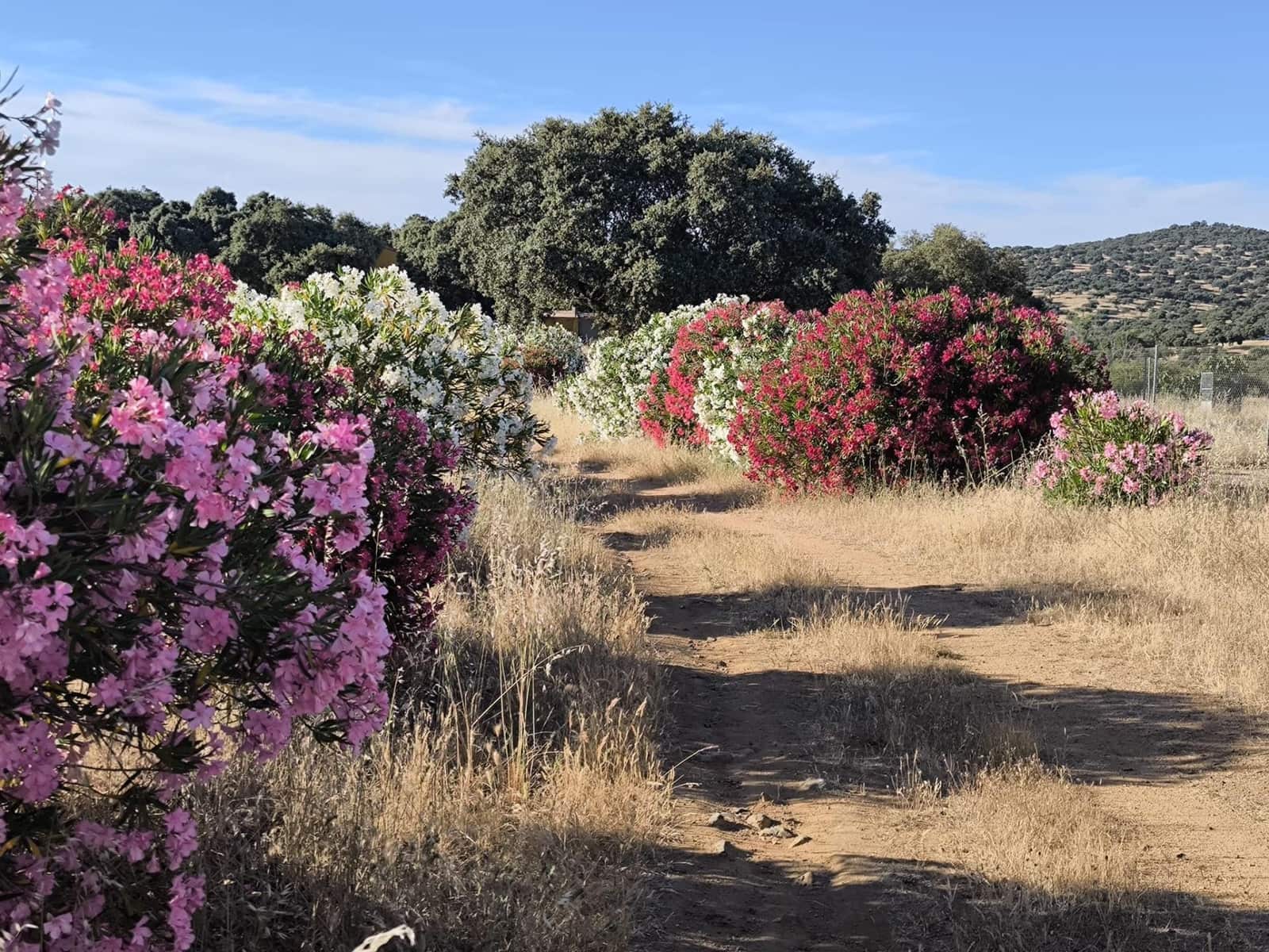 Undeveloped Land for sale in Fuente Obejuna - € 360,000 (Ref: 9898874)