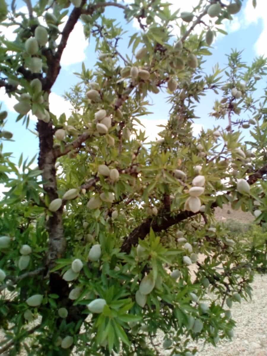 Mark till salu i Yecla - 15 600 € (Ref: 7512229)