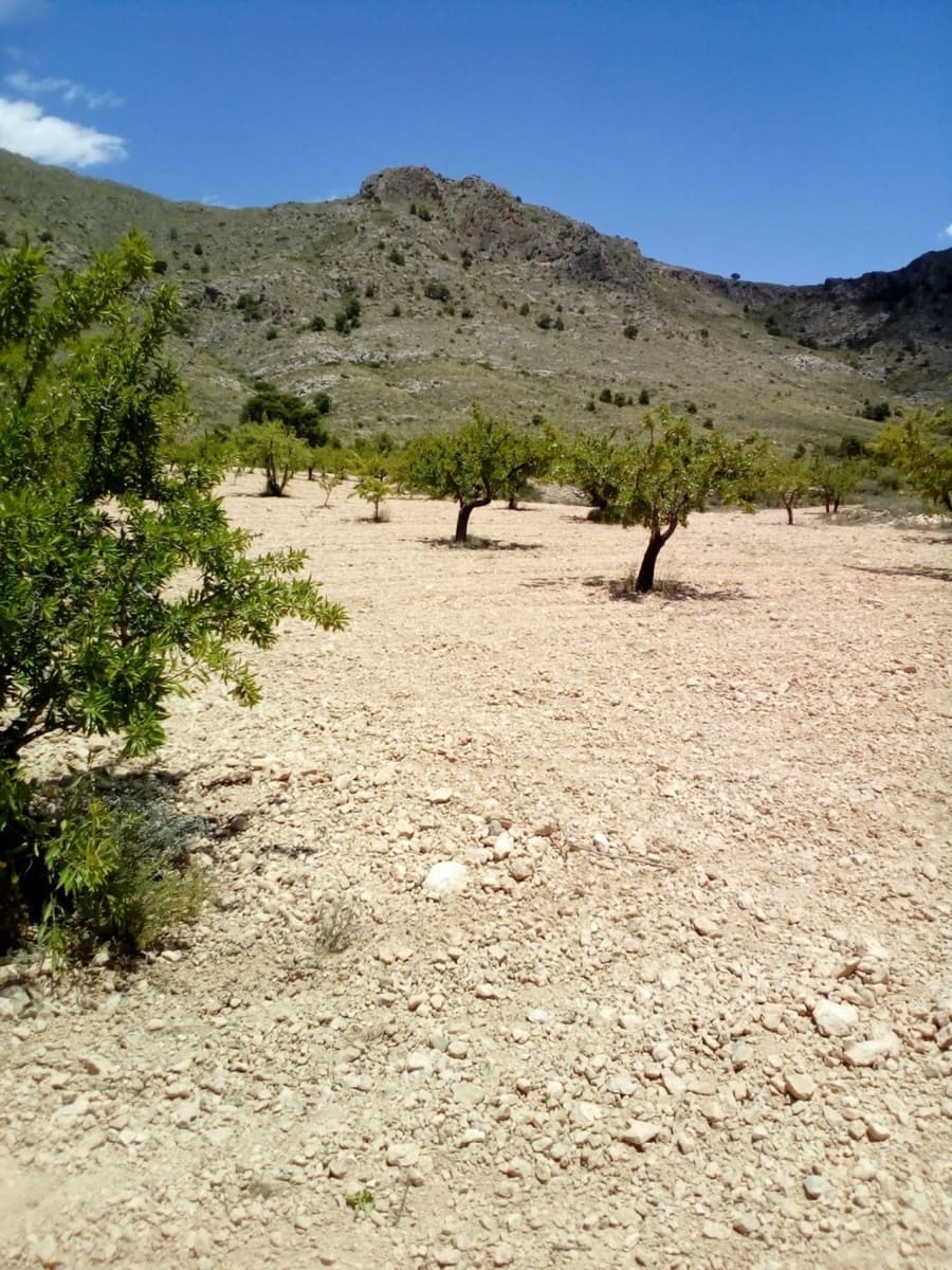 Mark till salu i Yecla - 15 600 € (Ref: 7512229)