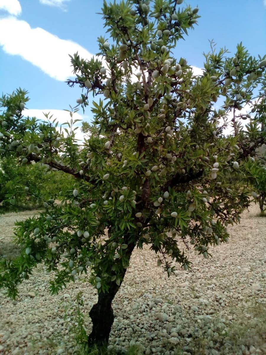 Mark till salu i Yecla - 15 600 € (Ref: 7512229)