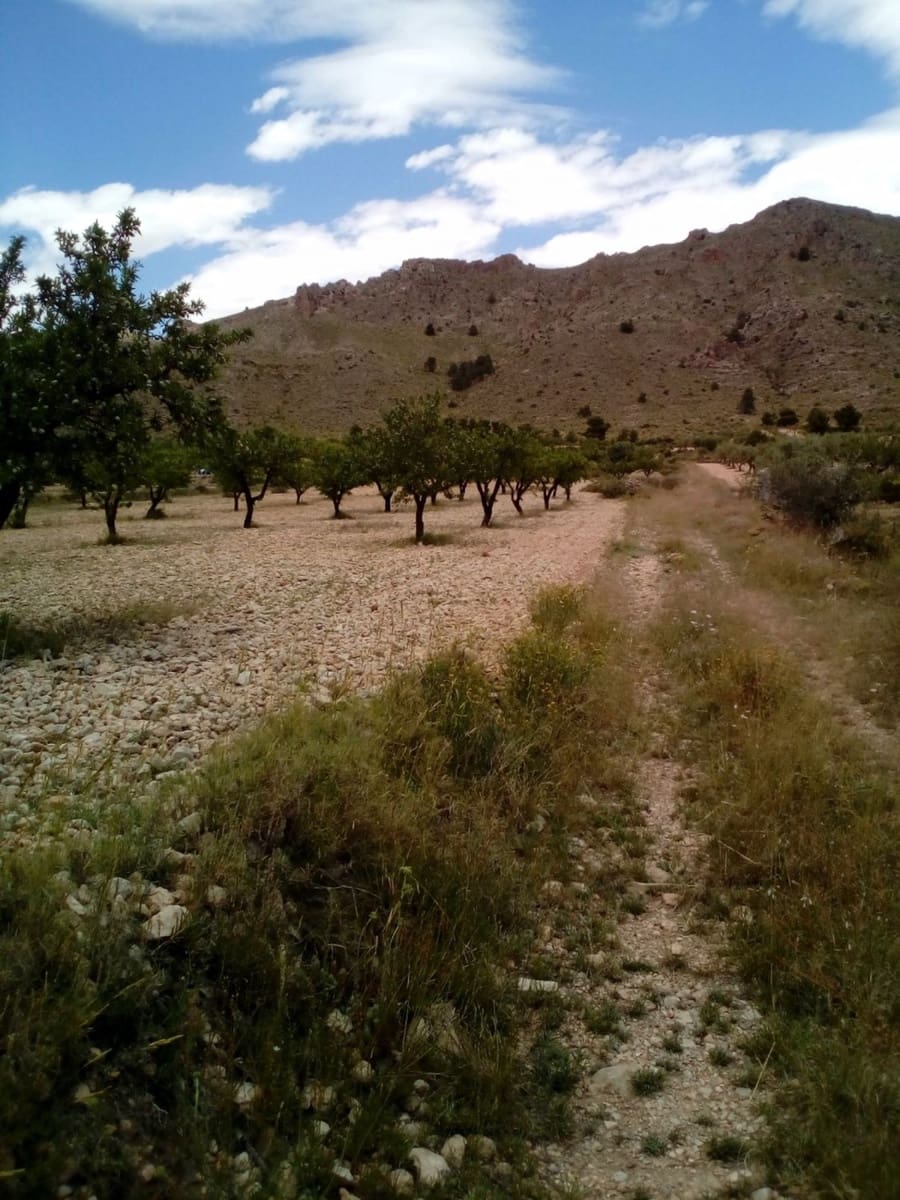 Mark till salu i Yecla - 15 600 € (Ref: 7512229)