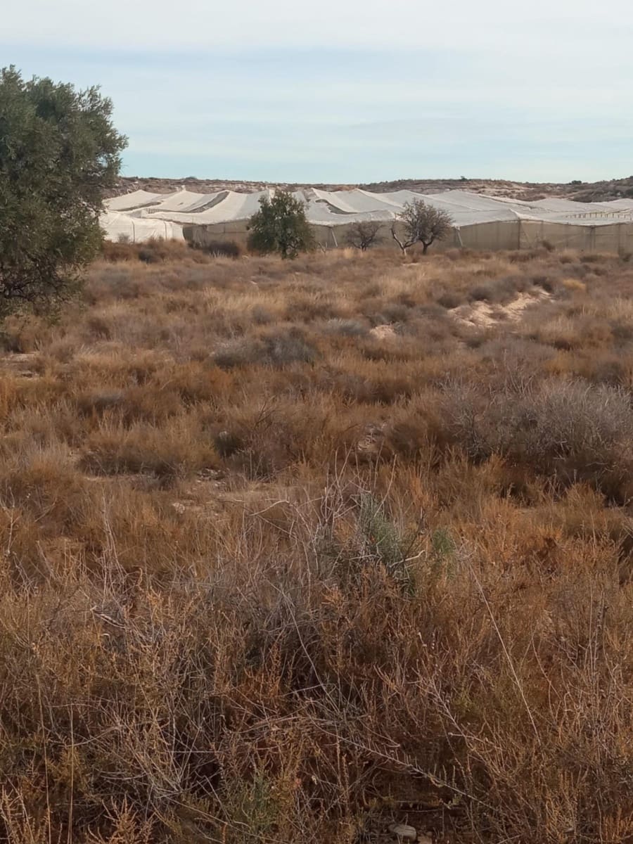 Grunde uden byggetilladelser til salg i Muchamiel / Mutxamel - € 54.000 (Ref: 8040774)