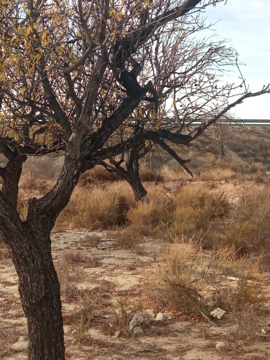 Grunde uden byggetilladelser til salg i Muchamiel / Mutxamel - € 54.000 (Ref: 8040774)