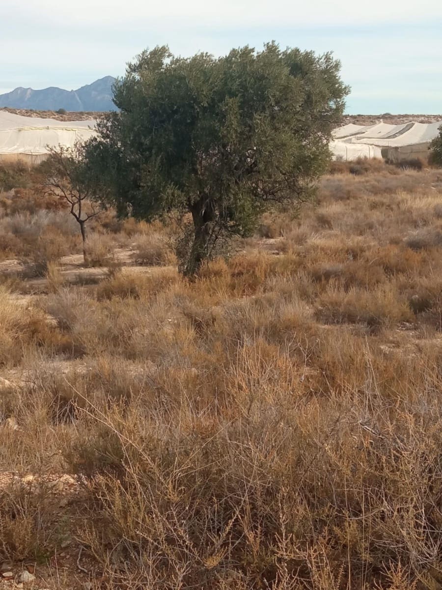 Grunde uden byggetilladelser til salg i Muchamiel / Mutxamel - € 54.000 (Ref: 8040774)