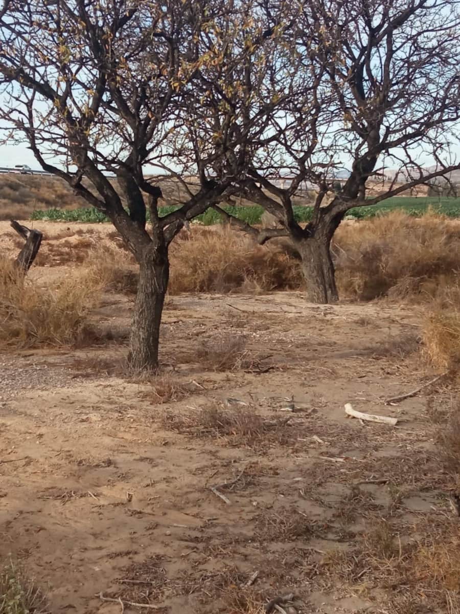 Grunde uden byggetilladelser til salg i Muchamiel / Mutxamel - € 54.000 (Ref: 8040774)