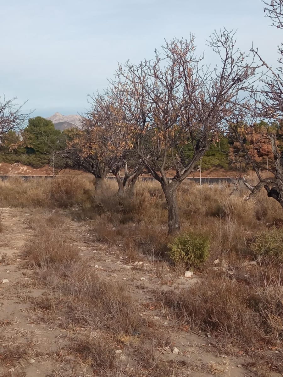 Grunde uden byggetilladelser til salg i Muchamiel / Mutxamel - € 54.000 (Ref: 8040774)