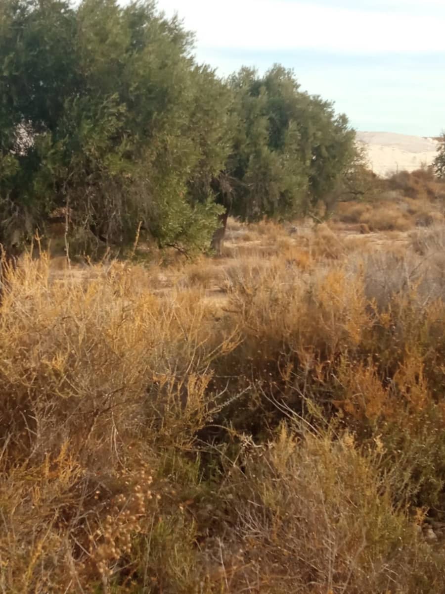 Grunde uden byggetilladelser til salg i Muchamiel / Mutxamel - € 54.000 (Ref: 8040774)