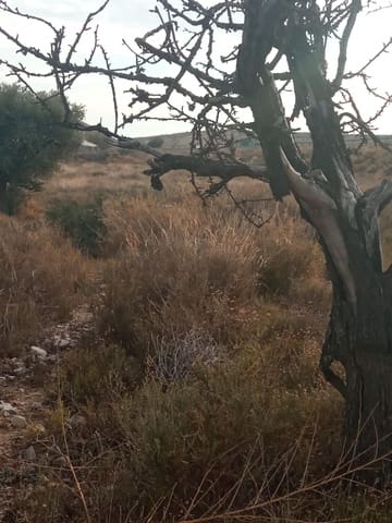 Teren niezagospodarowany na sprzedaż w Muchamiel / Mutxamel - 54 000 € (Ref: 8040774)