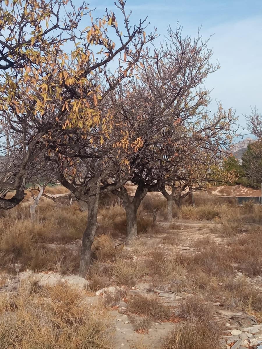 Grunde uden byggetilladelser til salg i Muchamiel / Mutxamel - € 54.000 (Ref: 8040774)