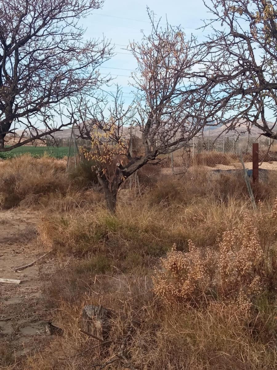 Grunde uden byggetilladelser til salg i Muchamiel / Mutxamel - € 54.000 (Ref: 8040774)