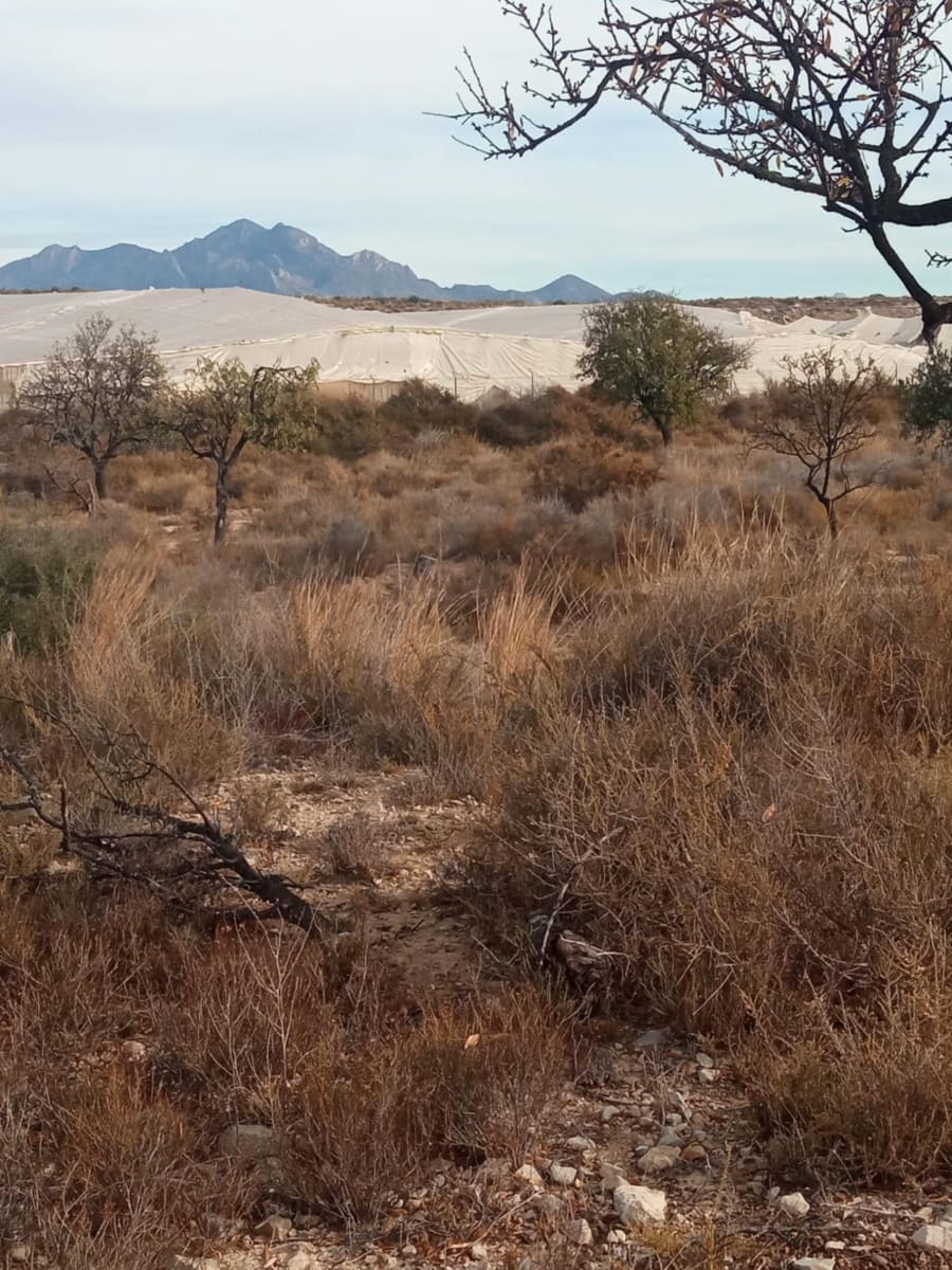 Grunde uden byggetilladelser til salg i Muchamiel / Mutxamel - € 54.000 (Ref: 8040774)