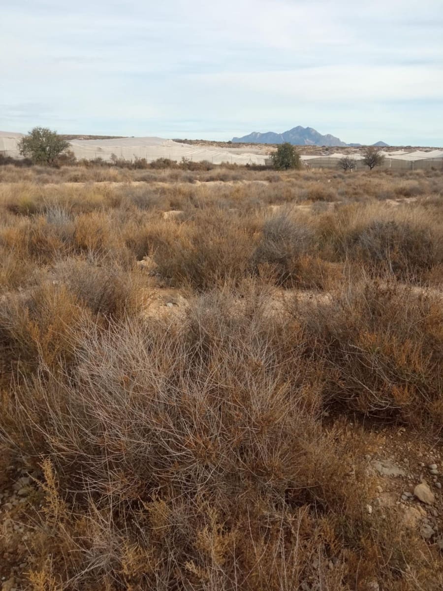 Grunde uden byggetilladelser til salg i Muchamiel / Mutxamel - € 54.000 (Ref: 8040774)