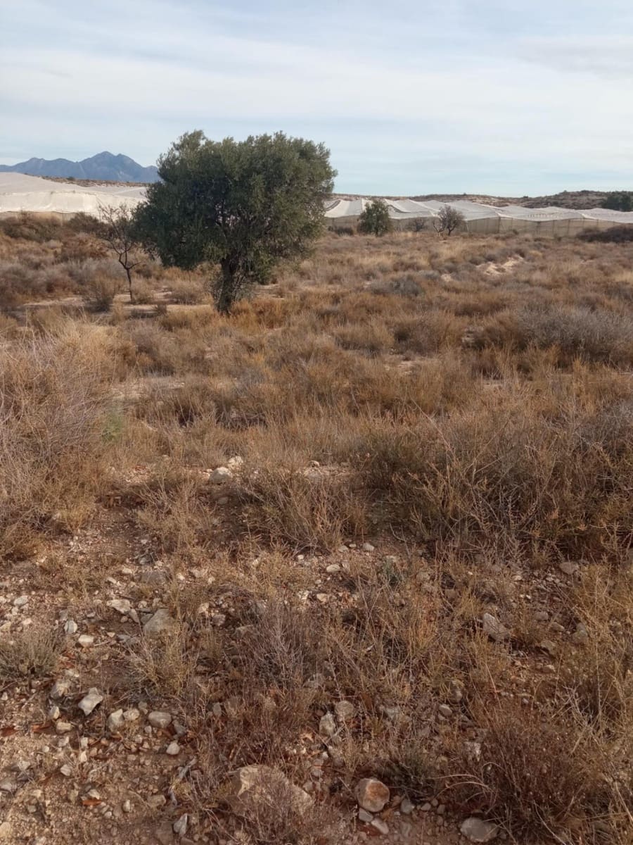 Grunde uden byggetilladelser til salg i Muchamiel / Mutxamel - € 54.000 (Ref: 8040774)