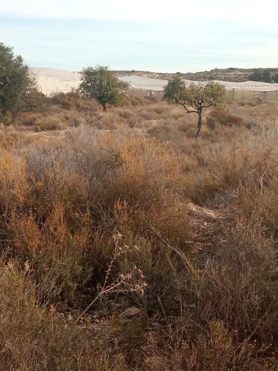 Grunde uden byggetilladelser til salg i Muchamiel / Mutxamel - € 54.000 (Ref: 8040774)