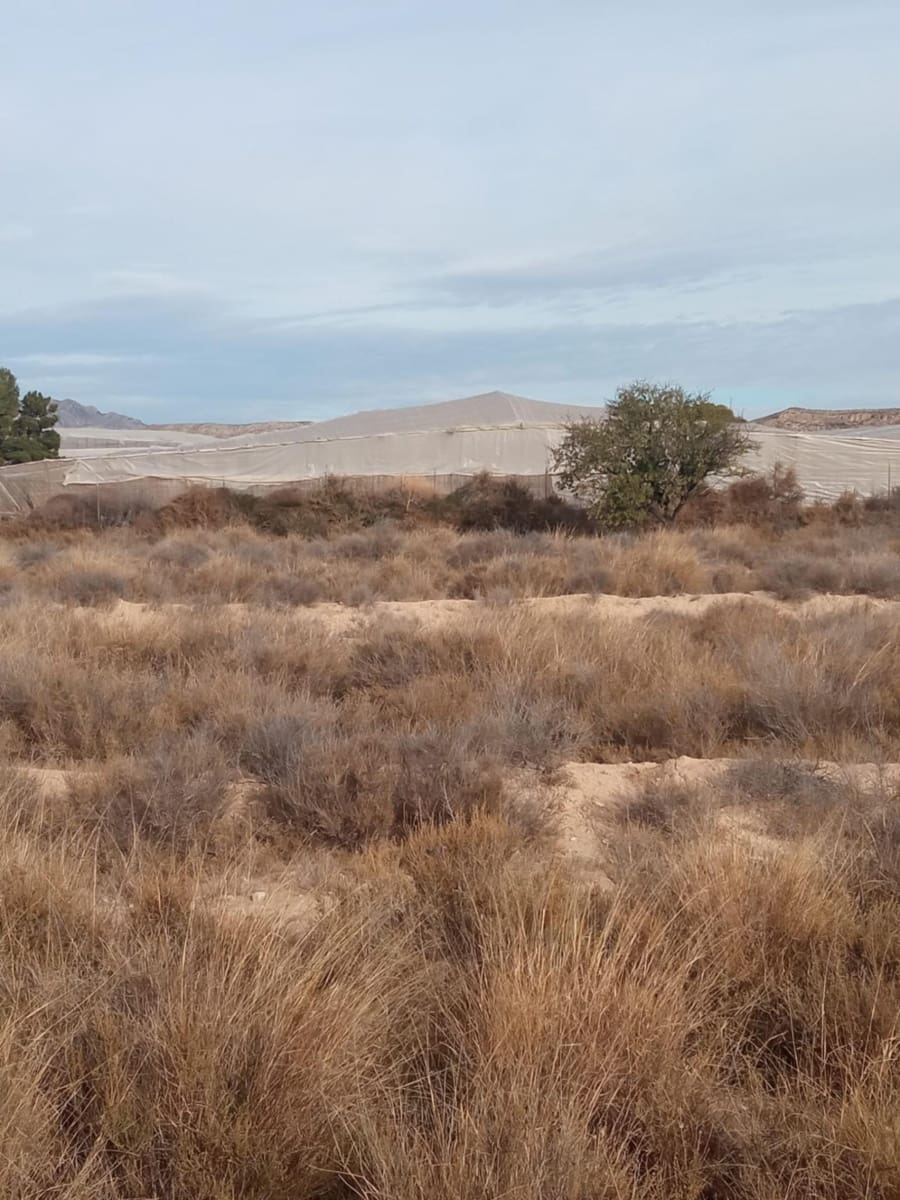 Grunde uden byggetilladelser til salg i Muchamiel / Mutxamel - € 54.000 (Ref: 8040774)