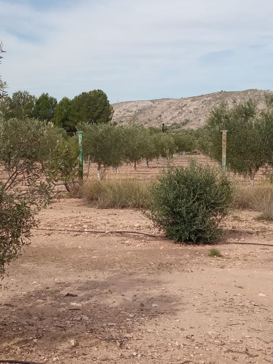 Grond te koop in Biar - € 88.000 (Ref: 8549532)