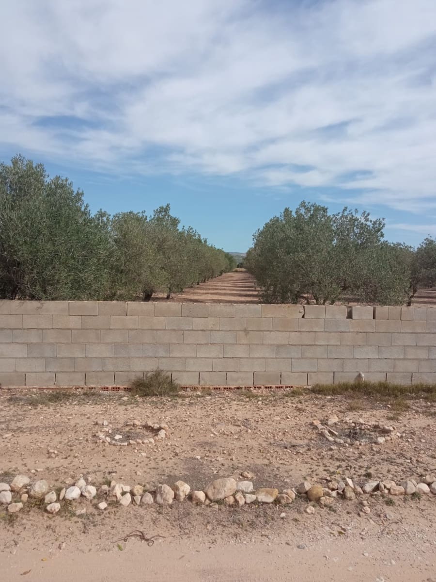 Grond te koop in Biar - € 88.000 (Ref: 8549532)