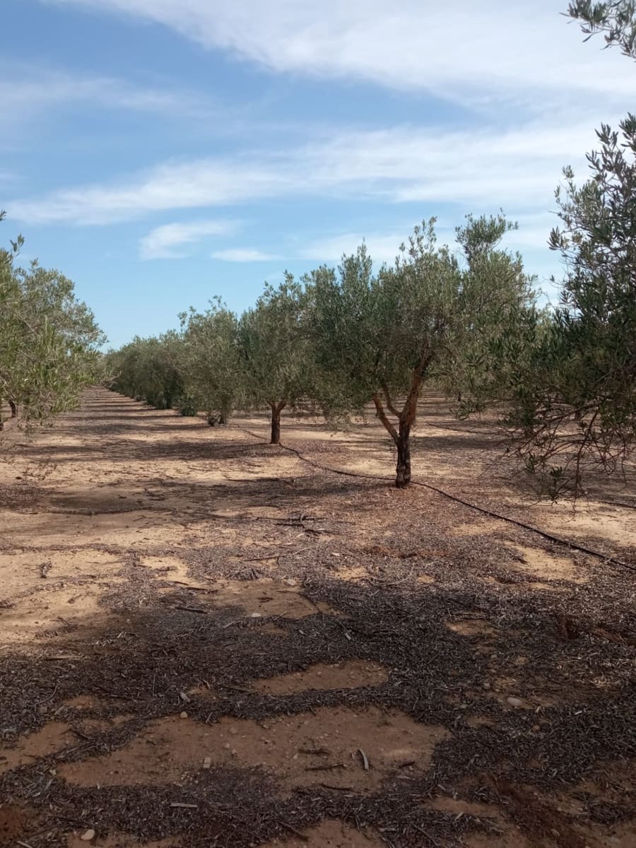 Grond te koop in Biar - € 88.000 (Ref: 8549532)